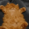 Gatos 15