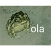 Frog 22