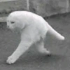Cat 18
