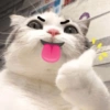 Gatinhos + emojis 😻 25