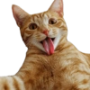 Meme Kucing Lucu 6