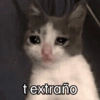 Gatos 🐱 Te extraño  5