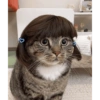 Kucing lucu 15