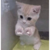 Gatinhos 11