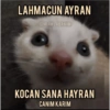 Catsarecute 18
