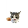 Kucing lucu 5