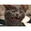 Los gatos de tiktok 11