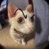 Cat 12