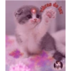 Gatos.anonimos 27