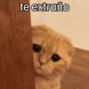 Gatos 🐱 Te extraño  15