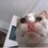 Gatos triste 15