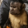 Macaco 🙈 11