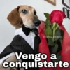 🌀 Perros con Frases 🐕🫧 7