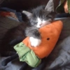 Gatos 21