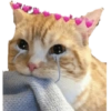 🐱🐾🐈 Cats ll 🐈🐾🐱 9
