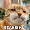 REAKSI KU: