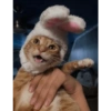 Gatos ( ◜‿◝ )♡ 7
