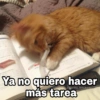 Gatitos SAD 😞 1 18