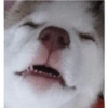 Zelda, the Husky 10