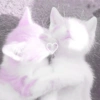 ♡ ֺ ⃝♡ᜓ.  gatitos.  ♡ 10
