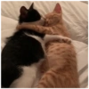 Kucing 10