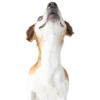 🐶🐾Perrito Timmy🐾🐶 7