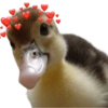 Animalitos🧡 7