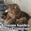 ✨Gatitos con frases😺✨5 8