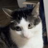 MIAU 20