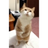 Gatinhosjj 13