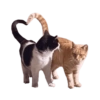 Kucing 8