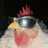 😜 ANIMALITOS GRACIOSOS 😜 7