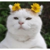 Gatinhosjj 18