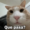 ✨Gatitos con frases😺✨5 5