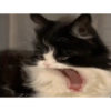 Los gatos de tiktok 7