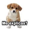 Perritos con FRASES 🐕🐾 1 12