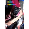 Guji Gosong Kitty 21