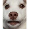 Zelda, the Husky 25