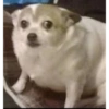 Dogs Funny Faces 11
