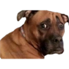 Funny pets 11