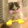 🐱🐾🐈 Cats ll 🐈🐾🐱 26