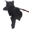 Guji Gosong Kitty 7