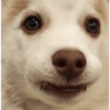 Zelda, the Husky 6