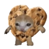 Kucing 17