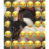 Cachorrinha Chanel 11