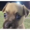 PERRITOS BELICOS 10