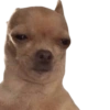 Memes de animalitos ❤️‍🩹 15