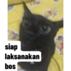 Guji Gosong Kitty 23