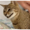 Gatinhosjj 6