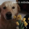 Animalitos con frases 1 ❤️😎 11